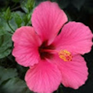 Meet your Posher, Metree